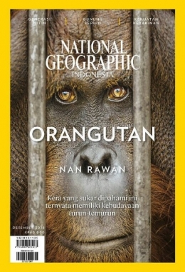 Orangutan Nan Rawan. Foto capture sampul majalah Natgeo Indonesia.