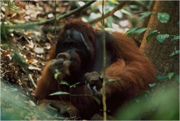 Rayap dan serangga termasuk makanan orangutan. Foto dok. Tim Laman dan Yayasan Palung