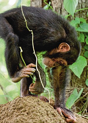 Menggunakan ranting dan rumput kering untuk memancing semut. Photo: i.dailymail.co.uk