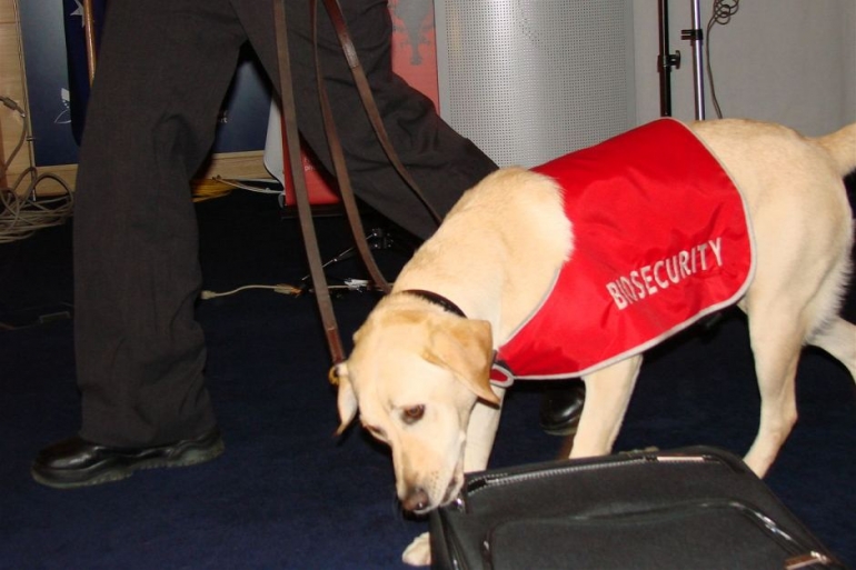 Anjing ini memiliki kemampuan untuk melacak produk pertanian yang dibawa penumpang di bandara di Australia. Sumber: http: www.abc.net.au