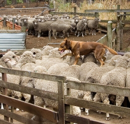 Anjing penggembala domba sedang beraksi. Sumber: retrieverman.files.wordpress.com