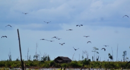 Beberapa burung yang terlihat saat pengamatan, salah satunya burung bangau. Foto dok. Rizal Alqadrie