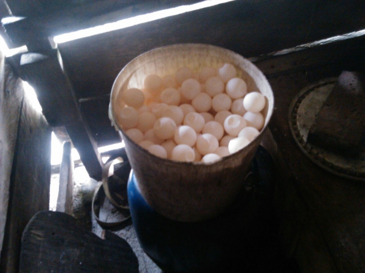 telur penyu yang dikumpulkan di Pulau Pandan Sumatera Barat