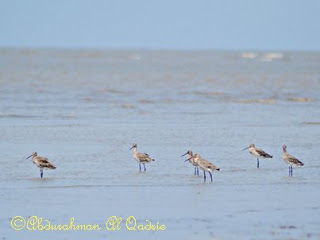 Pengamatan burung migrasi di Pantai. Foto dok. Abdurahman Alqadrie, KBK