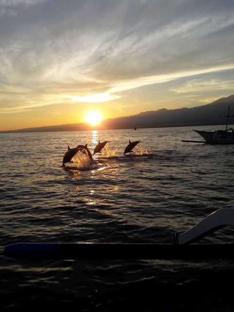 lovina-dolphin-584692bcbc937376058b4578.jpg