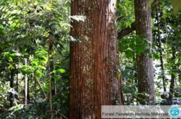 Ilustrasi pohon Balau Merah kini menjadi salah satu spesies yang terancam punah. (sumber: www.frim.gov.my)
