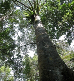 Ilustrasi pohon meranti (sumber: blogs.ntu.edu.sg)