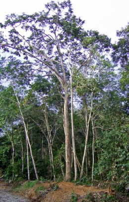 Pohon Balau Merah yang dapat tumbuh menjulang hingga puluhan meter. (sumber: Wikipedia)