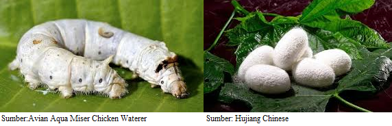Sumber:Avian Aqua Miser Waterer & Hujiang Chinese
