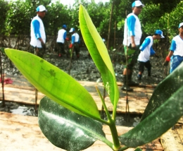 Pembersihan dan penanaman mangrove (dokpri)