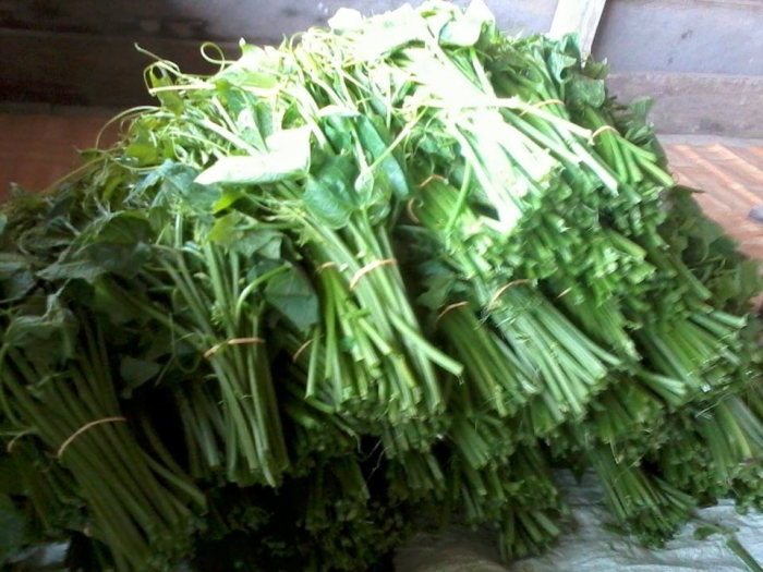 Meraup Rupiah Dari Budidaya Pucuk Jipang oleh Fathan Meraup Rupiah Dari Budidaya Pucuk Jipang oleh Fathan