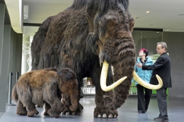 Replika/reproduksi mammoth (mamut) di aula pusat wisatawan ARK NEBRA di Nebra, Jerman, 29 Maret 2012 (Credit: AP/Jens Meyer). Sumber www.Salon.com 