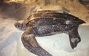 Penyu belimbing yang bisa berenang hingga ke California (dokumen WWF Indonesia)