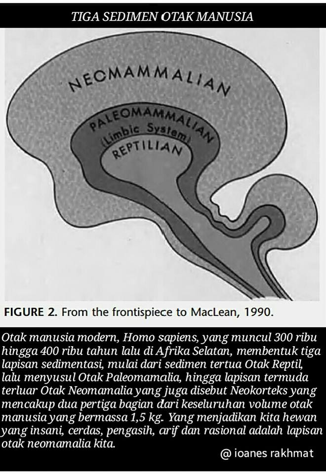 Struktur otak yang dinamakan The Triune Brain sebagaimana diteorikan pertama kali tahun 1968 oleh neurosaintis Amerika Paul D. MacLean.