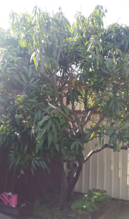 pohon mangga yang sedang berbuah (dokumentasi pribadi)