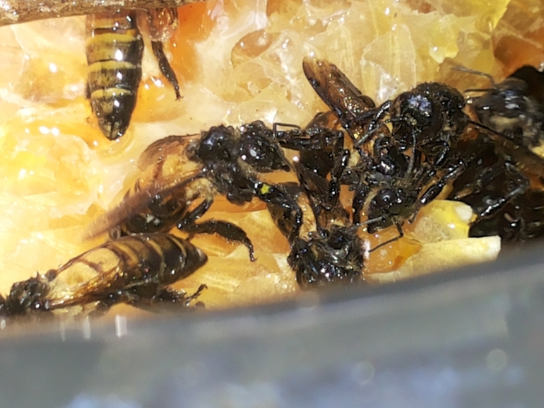 Sarang lebah hutan yang masih bercampur dengan air madu dan lebah muda (dok pribadi)