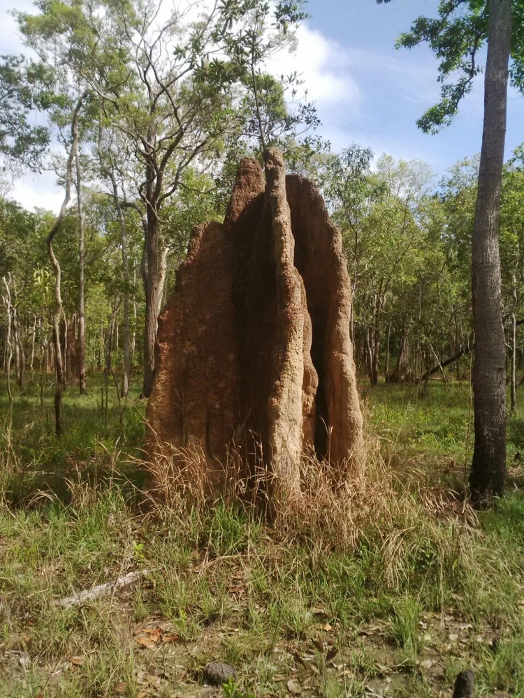Beginilah Musamus, Rumah Semut di Kabupaten Paling Timur Indonesia