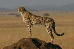 Kepunahan Cheetah tinggal menunggu waktu saja. Sumber: Zoological Society of London