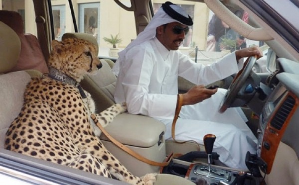 Perdagangan Cheetah sebagai hewan peliharaan turut mempercepat laju kepunahan. Sumber: theirturn.net