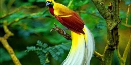 Cenderawasih mewakili keindahan alam Papua - Gbr: Harian Papua