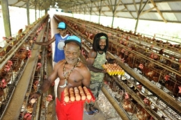 Ekowisata. Menampilkan peternakan ayam yang dikelola masyarakat sebagai program CSR PTFI. (Foto: Situs PTFI)