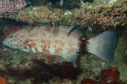 Eksotisme Wisata Bahari Raja Ampat dibuktikan dengan makhluk bawah laut yang begitu terjaga kelestariannya. (Foto: KDC/Lisdiana Sari)