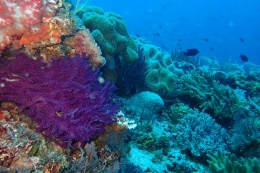 Coralnya sangat indah. (Foto: KDC/Lisdiana Sari)