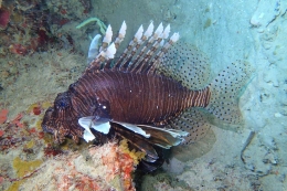 Hunian ikan laut dalam yang begitu sempurna di Raja Ampat. (Foto: KDC/Lisdiana Sari)