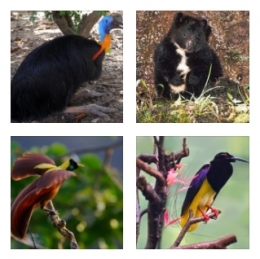 http://www.faunadanflora.com/hewan-endemik-khas-yang-ada-di-papua/