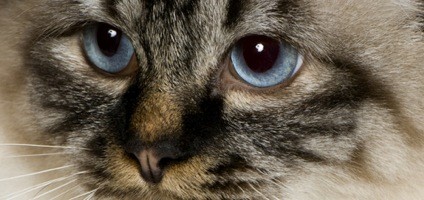 Kucing diduga mulai didomestifikasi di Mesir 12,000 tahun lalu. Sumber: www.catster.com 