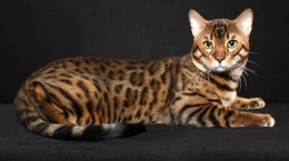 Kucing Bengal walaupun sudah dimasukkan dalam kelompok kucing domestik, namun sifat liarnya masih menonjol. Sumber: www.golfian.com 