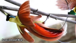 Burung Cenderawasih Merah, kekayaan fauna bumi Papua (Foto : reyginawisataindonesia.blogspot.com)