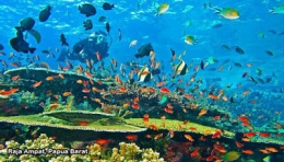 pemandangan bawah laut Raja Ampat (Foto : Reiginawisataindonesia.blogspot.com)