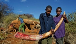 Permintaan tinggi akan gading gajah menyebabkan penurunan tajam populasi gajah Afrika. Photo: www.securityafricaonline.com