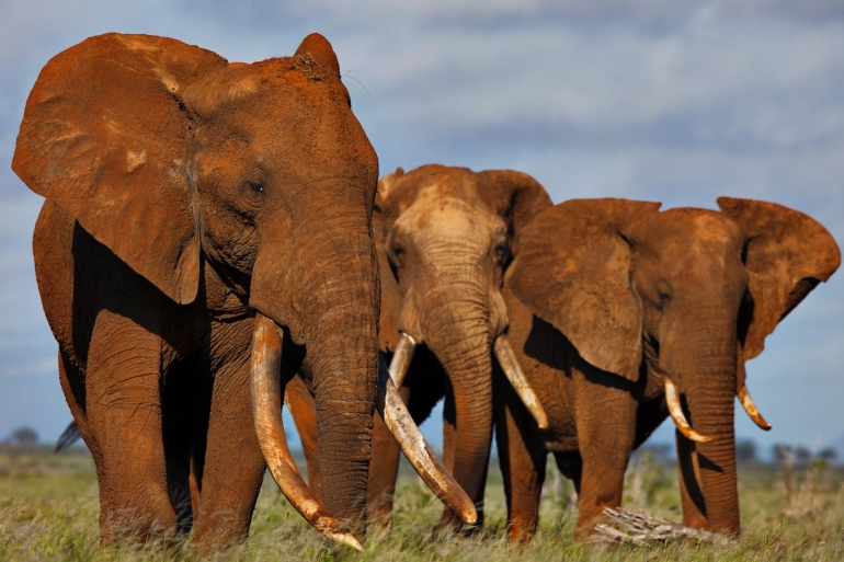 Pelarangan total perdagangan gading gajah di Tiongkok pada akhir tahun 2017 akan mengubah total peta perdagangan gading dunia. Photo: Brent Stirton, Getty Images, National Geographic