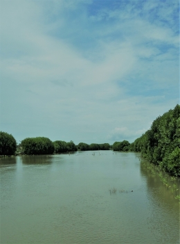 hutan mangrove/dokpri