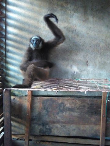 Kelempiau atau Owa dalam ancaman nyata di habitat hidupnya. Foto dok. Yayasan Palung