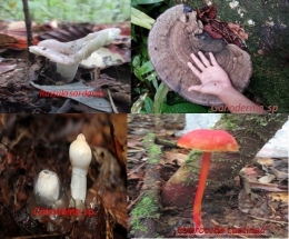 Beberapa jenis jamur makroskopis. Foto dok. Ogi dan Yayasan Palung