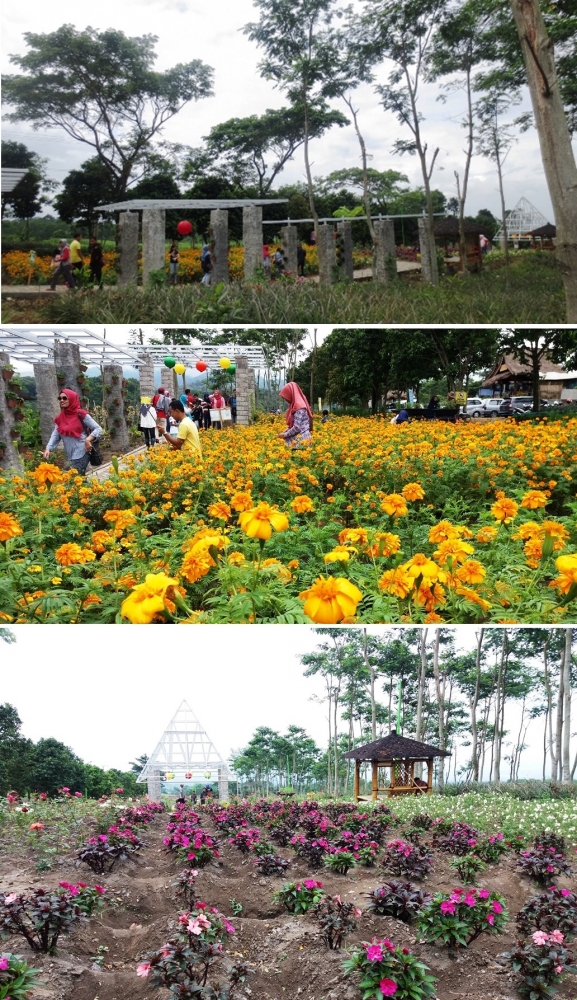 Taman Bunga Margomulyo, Gunung Kelud (koleksi pribadi)