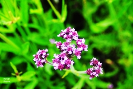 Verbena brasiliensis (dok.pri)