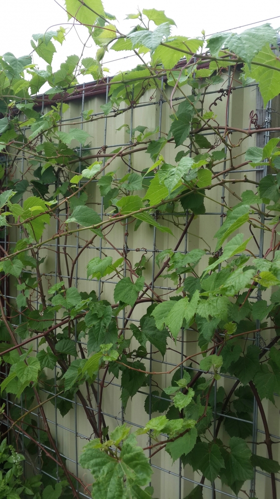 Pohon Anggur Juga Bisa Dipanen Daunnya Halaman 1 Pohon Anggur Juga Bisa Dipanen Daunnya Halaman 1