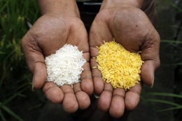 Golden rice yang kaya akan vitamin A merupakan salah satu terobosan teknologi untuk mengatasi masalah malnutrisi dunia. Photo : static1.businessinsider.com