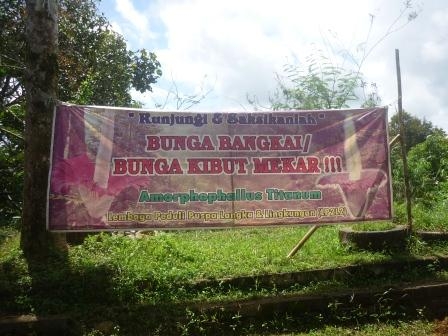 Spanduk bunga kibut mekar di desa tebat monok kepahiang
