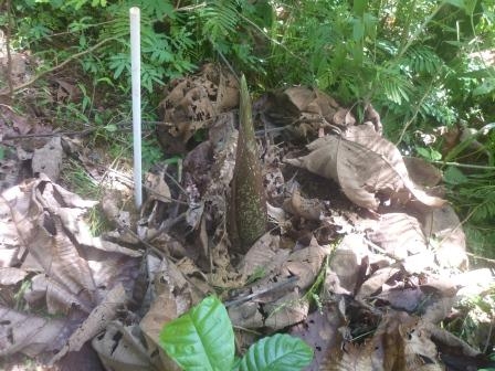 Tunas bunga kibut berukuran 30 cm