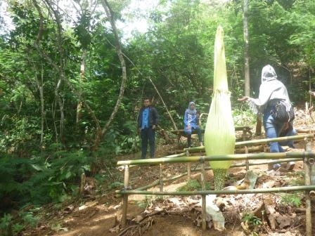 Wisatawan berswafoto di depan bunga kibut yang belum mekar