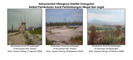 Dokumentasi hilangnya habitat orangutan akibat pembukaan lahan. Foto dok. Yayasan Palung