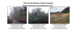 Dokumentasi hilangnya habitat orangutan akibat pembukaan lahan perkebunan. Foto dok. Yayasan Palung