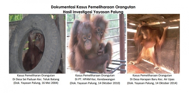 Dokumentasi Kasus Pemeliharaan Orangutan. Foto dok. Yayasan Palung
