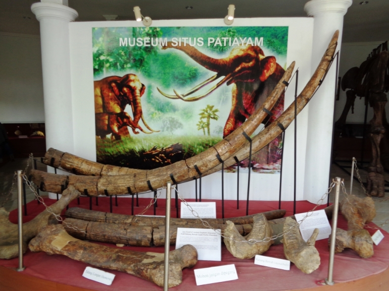 Fosil Gajah Purba Stegodon Patiayam