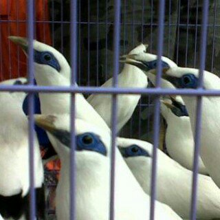 cantiknya burung jalak bali, dok pribadi